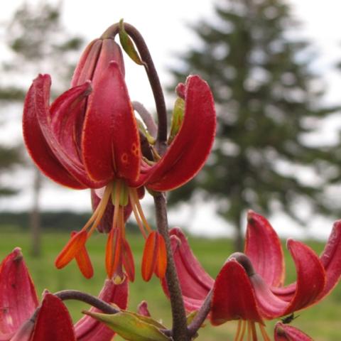 Lilium Claude Shride, dark red down-facing lilies
