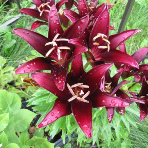 Lilium 'Landini'm darkest red, almost black lily