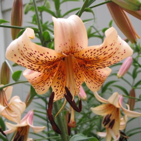 Tiger Babies lily, light orange heavily flecked, downfacing