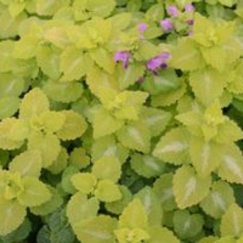 Lamium 'Aureum', bright yellow-green with white centers