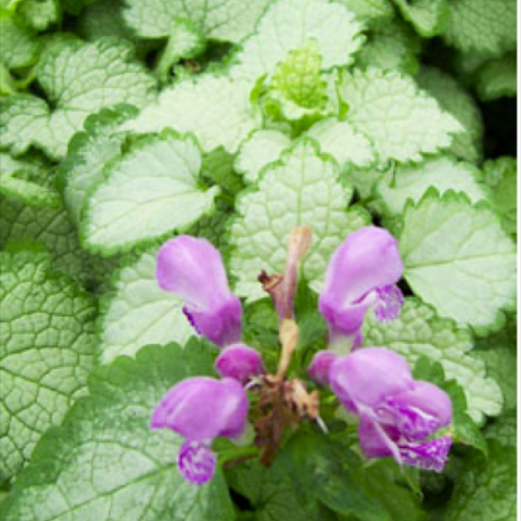 Lamium 'Beacon Silver', green leaves with white surfaces, pink flowers