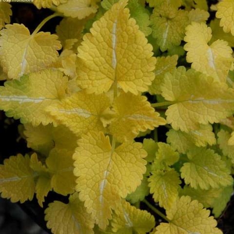 Lamium Lemon Frost, almost yellow leaves with white center marking