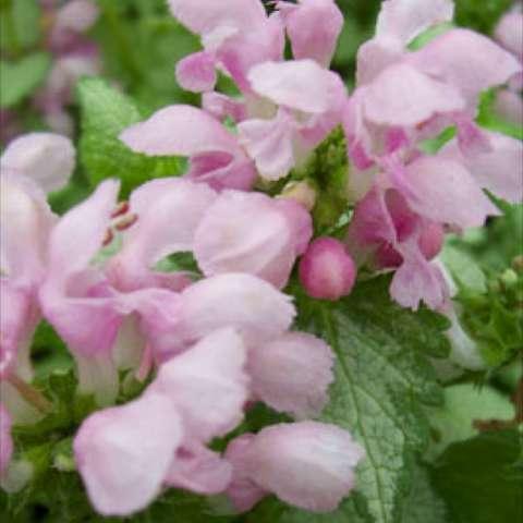 Lamium Pink Pewter, very light pink flowers silver green foliage