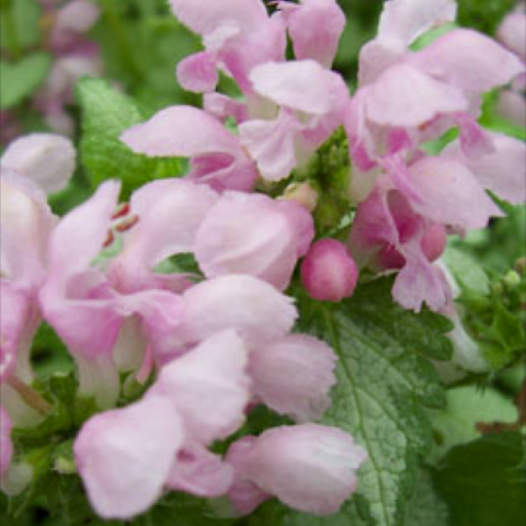 Lamium 'Pink Pewter', closeup of pastel pink flowers