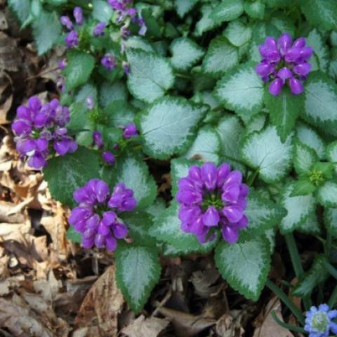 Lamium Purple Dragon, green leaves with large white centers, purplish pink flowers