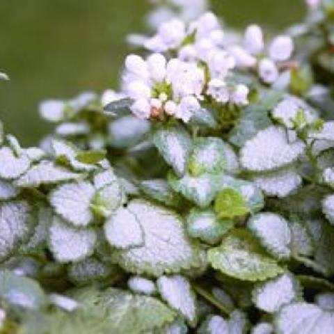 Lamium 'White Nancy', white flowers and green and white foliage