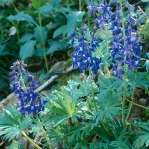 Dwarf Larkspur, dark blue-purple spikes