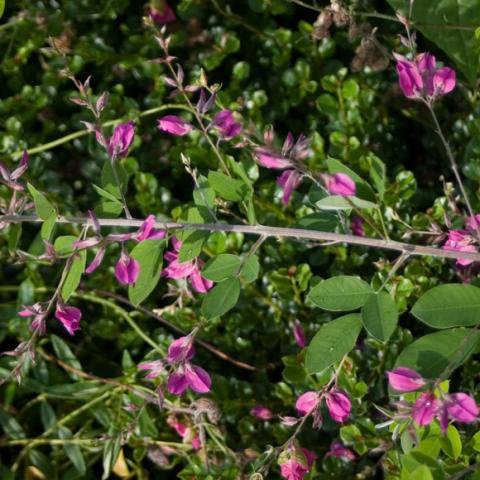 Lespedeza Samindare, dark pink pea flowers