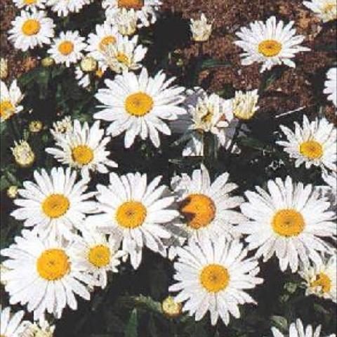 Leucanthemum 'Alaska', classic white daisies with yellow centers