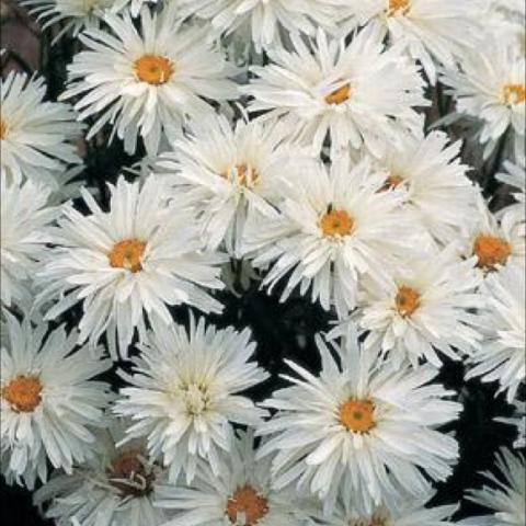 Leucanthemum 'Crazy Daisy', very double white daisy with yellow centers