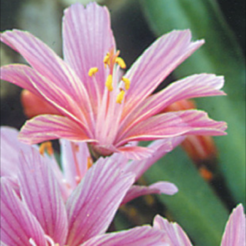 Lewisia 'Little Plum', pink open flowers with striations