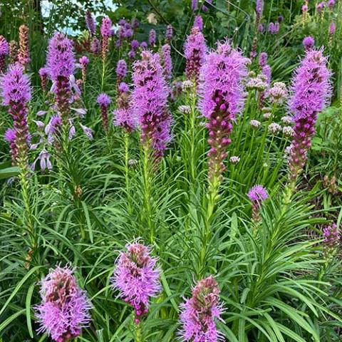 LIatris kobold, purple spikes of flowers