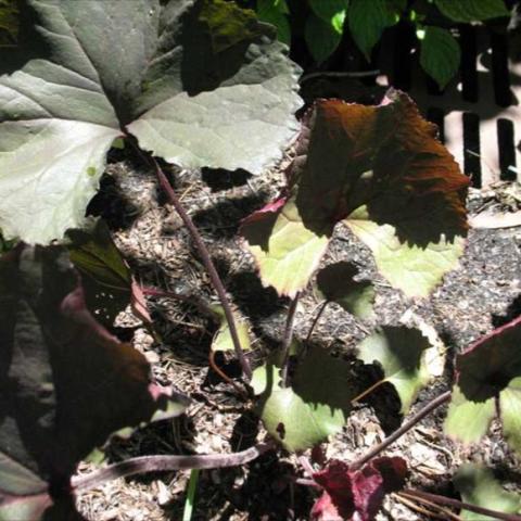 Ligularia 'Britt Marie Crawford', dark leaves