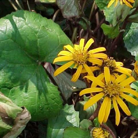 Ligularia 'Desdemona', yellow flowers and round green leaves