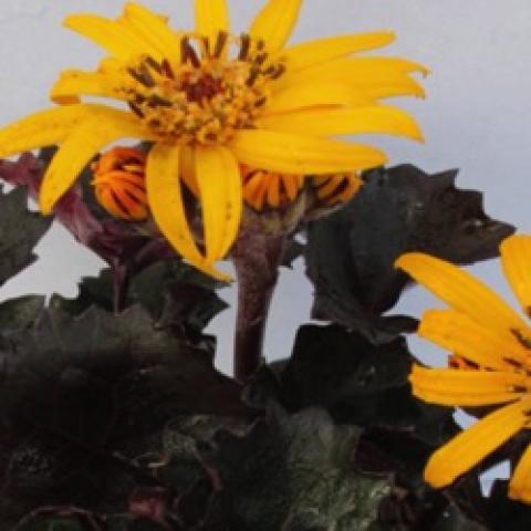 Ligularia Pandora, gold daisies with gold centers, dark leaves