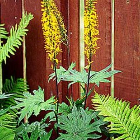 Ligularia przewalskii, yellow spikes over divided green leaves