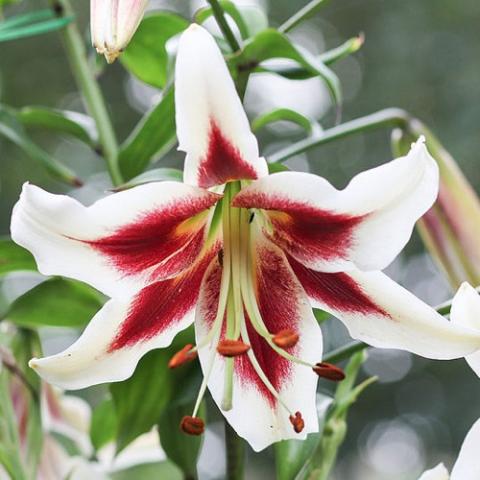 Lilium Beverly Dreams, white to cream edges dark red centers on petals