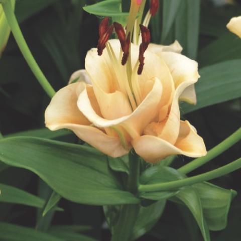 Lilium Apricot Fudge, double cream to apricot, like a rose with lily stamens