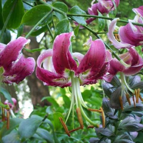 Lilium 'Black Beauty', dark pink lilies with white edges