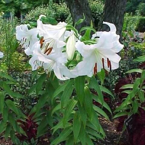 Lilium 'Casa Blanca', white trumpets