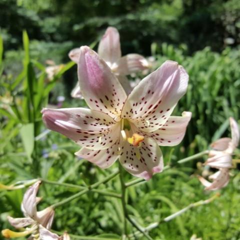 Lilium Corsage, light pink down-facing flower with yellow throat and dark spots