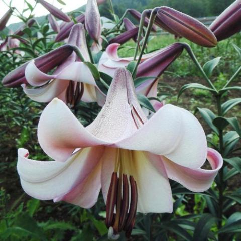Lilium Eastern Moon, two-tone pink trumpet