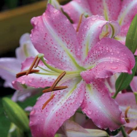 Lilium Josephine, beautiful light-medium pink, thin white edge on petals