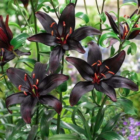 Lilium Night Rider, almost black flowers