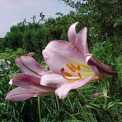 Lilium 'Pink Perfection', light pink trumpets with yellow stamens