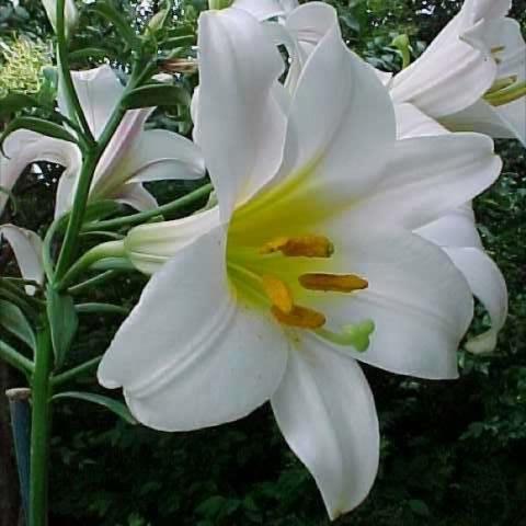 Lilium 'Regale', huge white trumpets