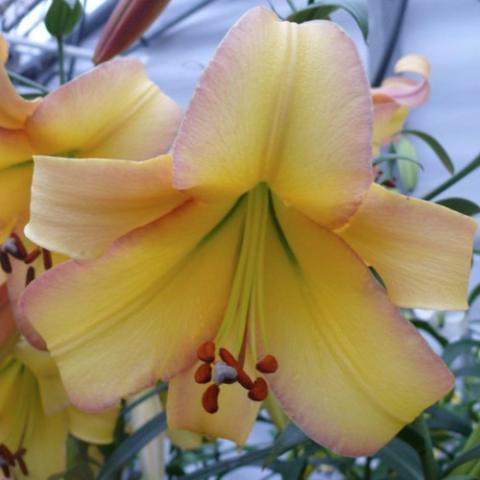 Lilium Rising Moon, apricot edges, yellow centers on petals, greenish cast
