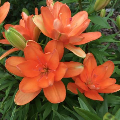 Lilium Tiny Double You, semi double orange colors