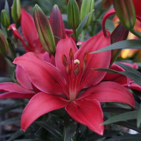Lilium 'Tiny Ghost', raspberry-red upfacing blooms