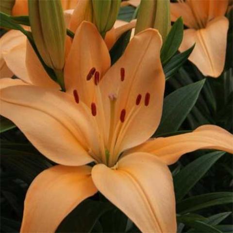 Lilium Tiny Moony, pale apricot lilies