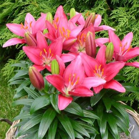 Lilium Tiny Pearl, shiny intense pink lilies