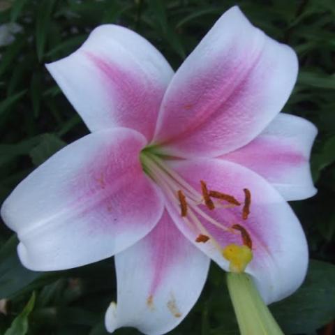 Lilium 'Triumphator', white petals with soft pink centers