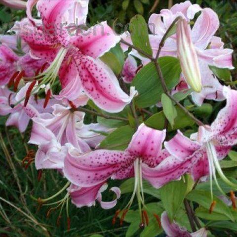 Uchida lilies, pink and white, spectacular