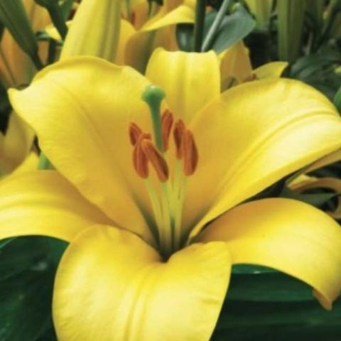 Lilium Yellow Planet, gold petals, orange pollen