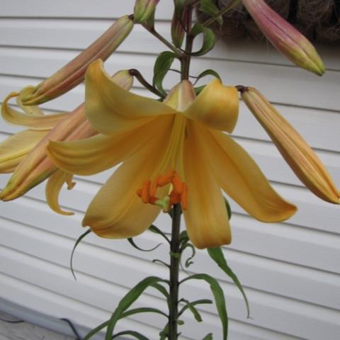 Lilium African Queen, yellow down-facing