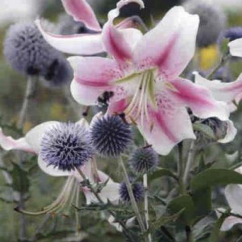 Lilium Anastasia, white with cranberry-centered petals