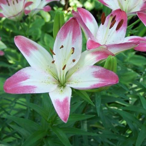 Lilium 'Lollipop', white petals with pink-dipped ends