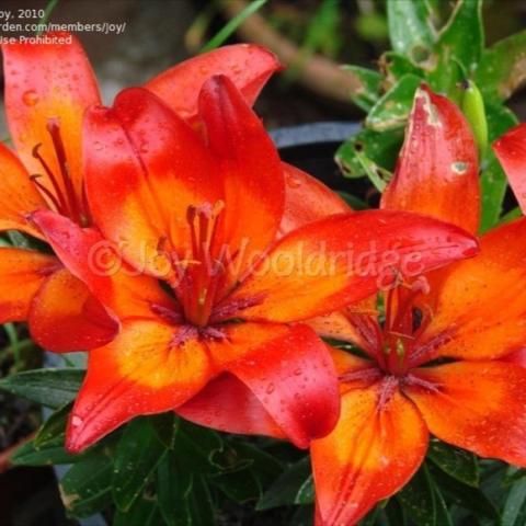 Lilium 'Matrix', red-orange blooms