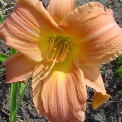 Hemerocallis Bright Memories, peach blooms, recurved, yellow throat