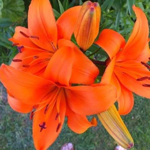 Lilium Brunello, very orange out-facing lily flowers