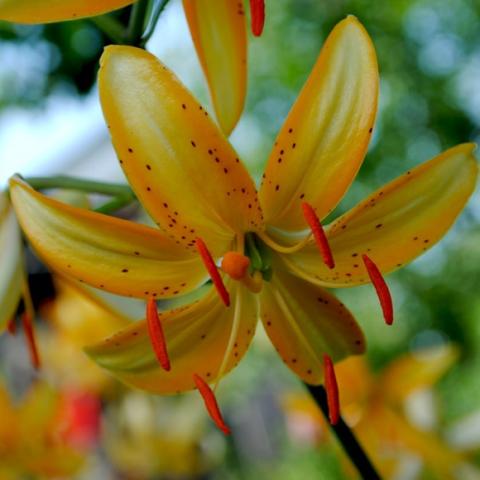 Lilium Cadense, yellow and orange downfacing lily