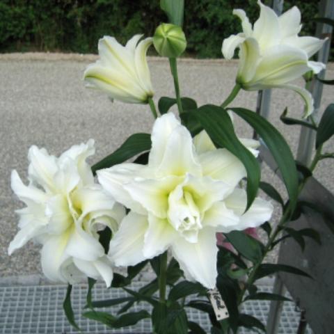 Lilium Carolina, white to slightly yellow center