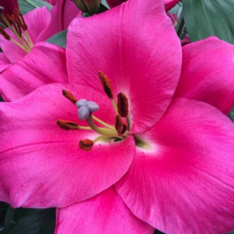 Lilium Corvette, hot pink very wide petals, very small white eye