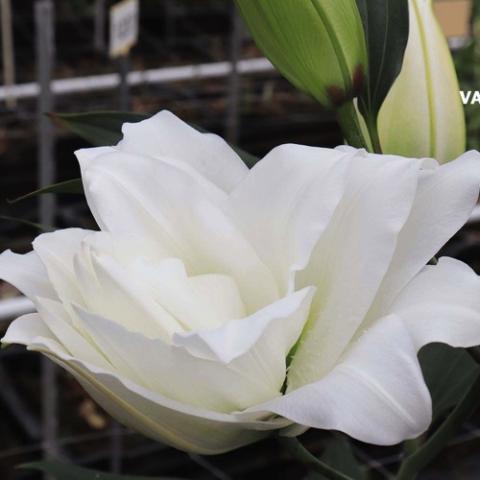 Lilium Dejima, double white, up facing