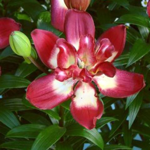 Lilium Double Sensation, red and white double lily