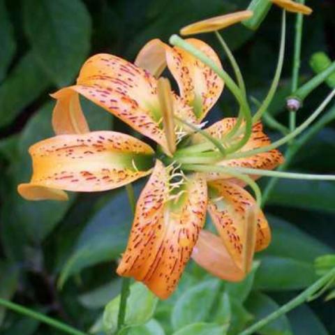 Lilium henryi, orange recurved with spots